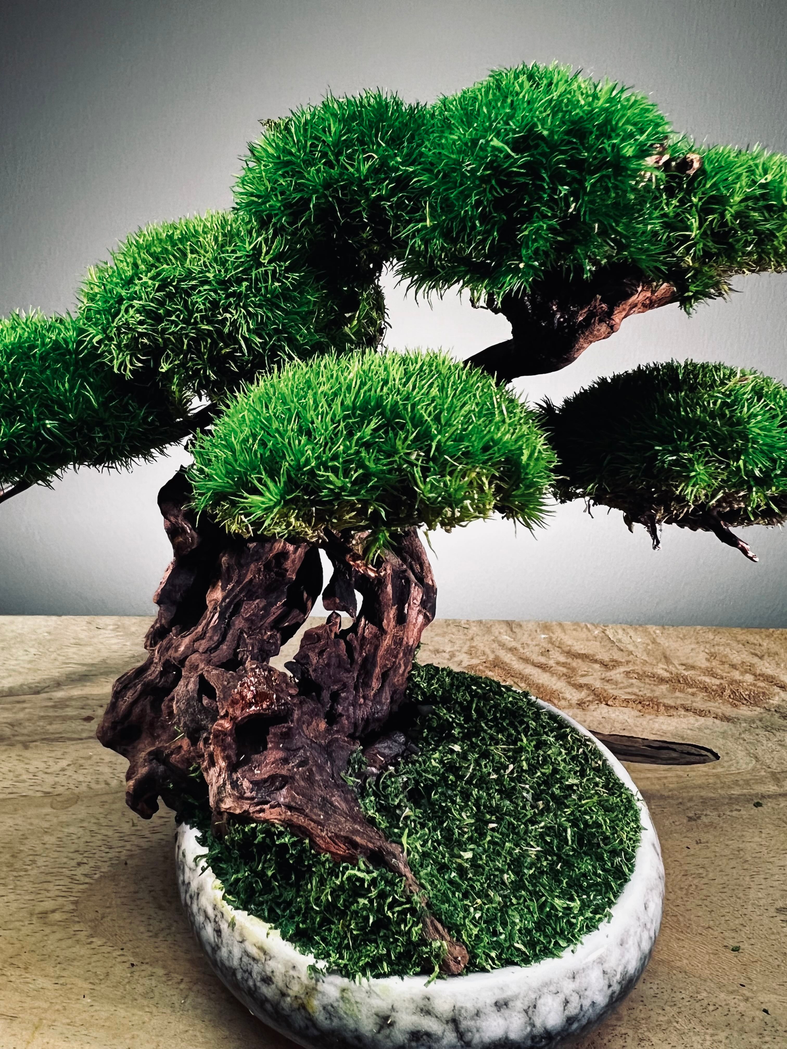 Greenwood - Freshman (Preserved Plants)
