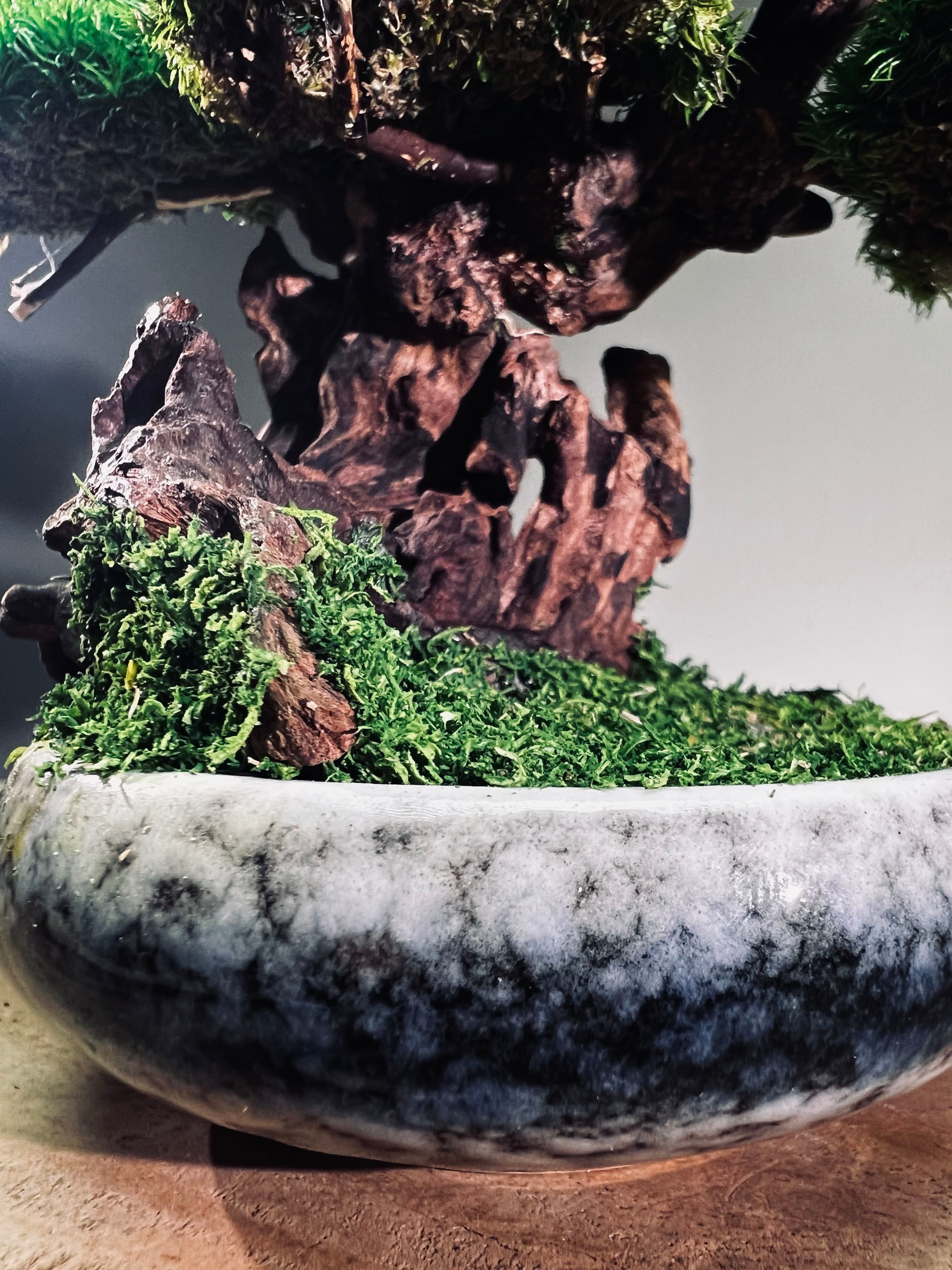 Greenwood - Freshman (Preserved Plants)