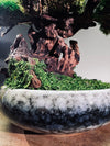 Greenwood - Freshman (Preserved Plants)