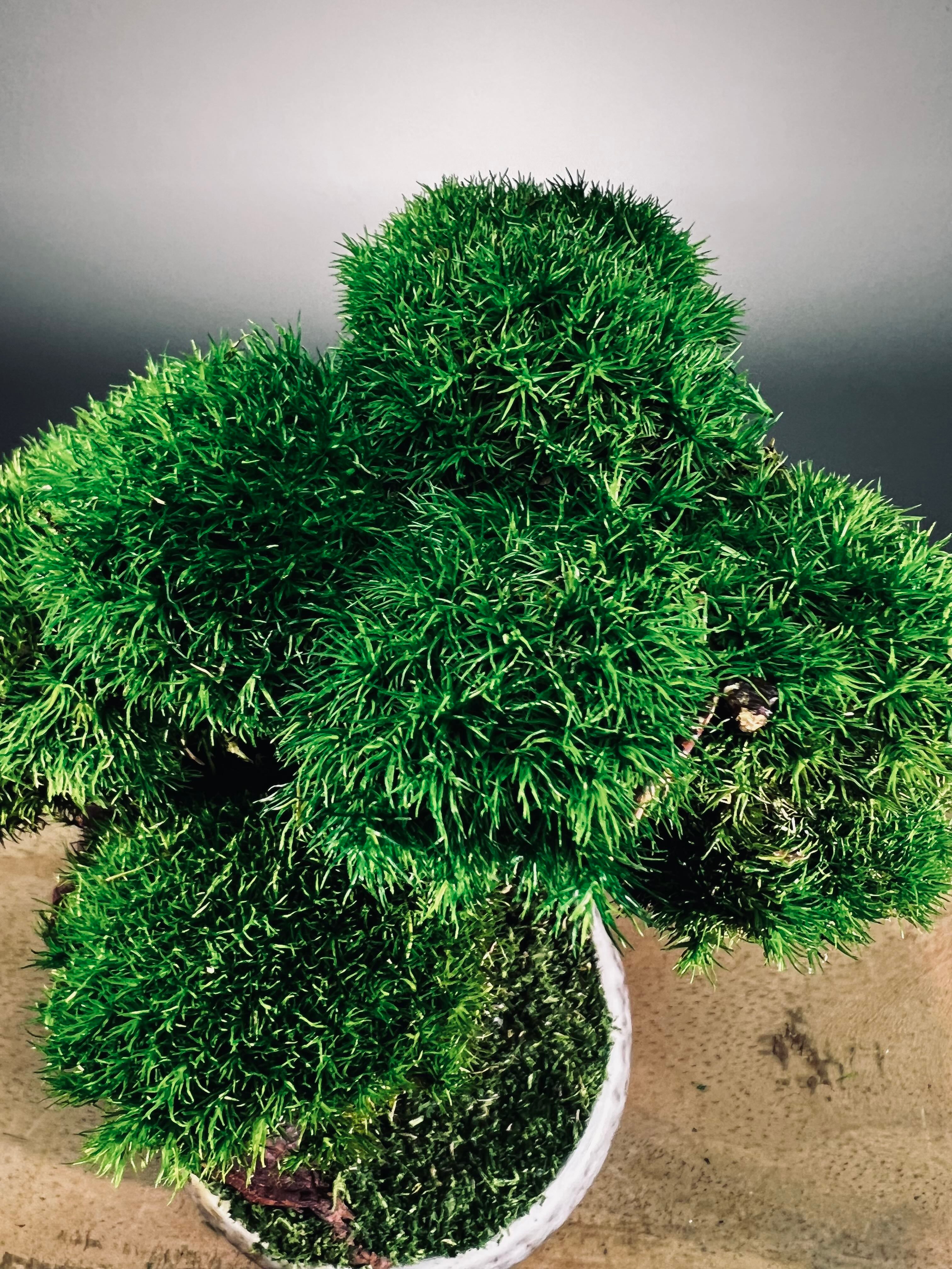 Greenwood - Freshman (Preserved Plants)