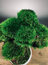 Greenwood - Freshman (Preserved Plants)