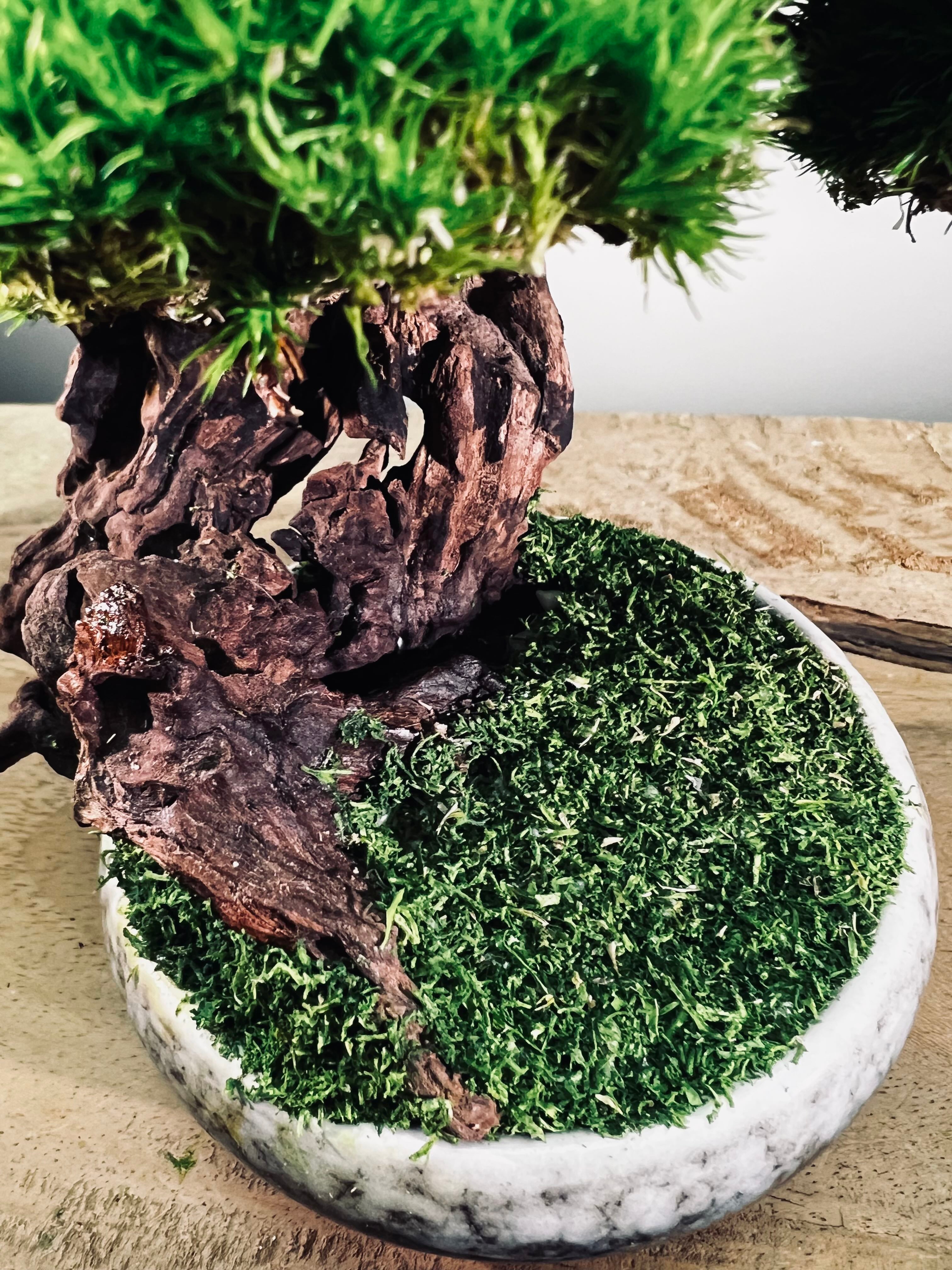 Greenwood - Freshman (Preserved Plants)