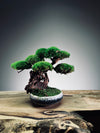 Greenwood - Freshman (Preserved Plants)