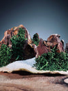 Angel's Landing - Valley of Winter - Smaller version (Preserved Plants)