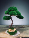 Light in the Garden - Rosewood (Preserved Plants)