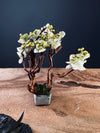 A Small Tree in the East - West Wind Moves (Preserved Plants)