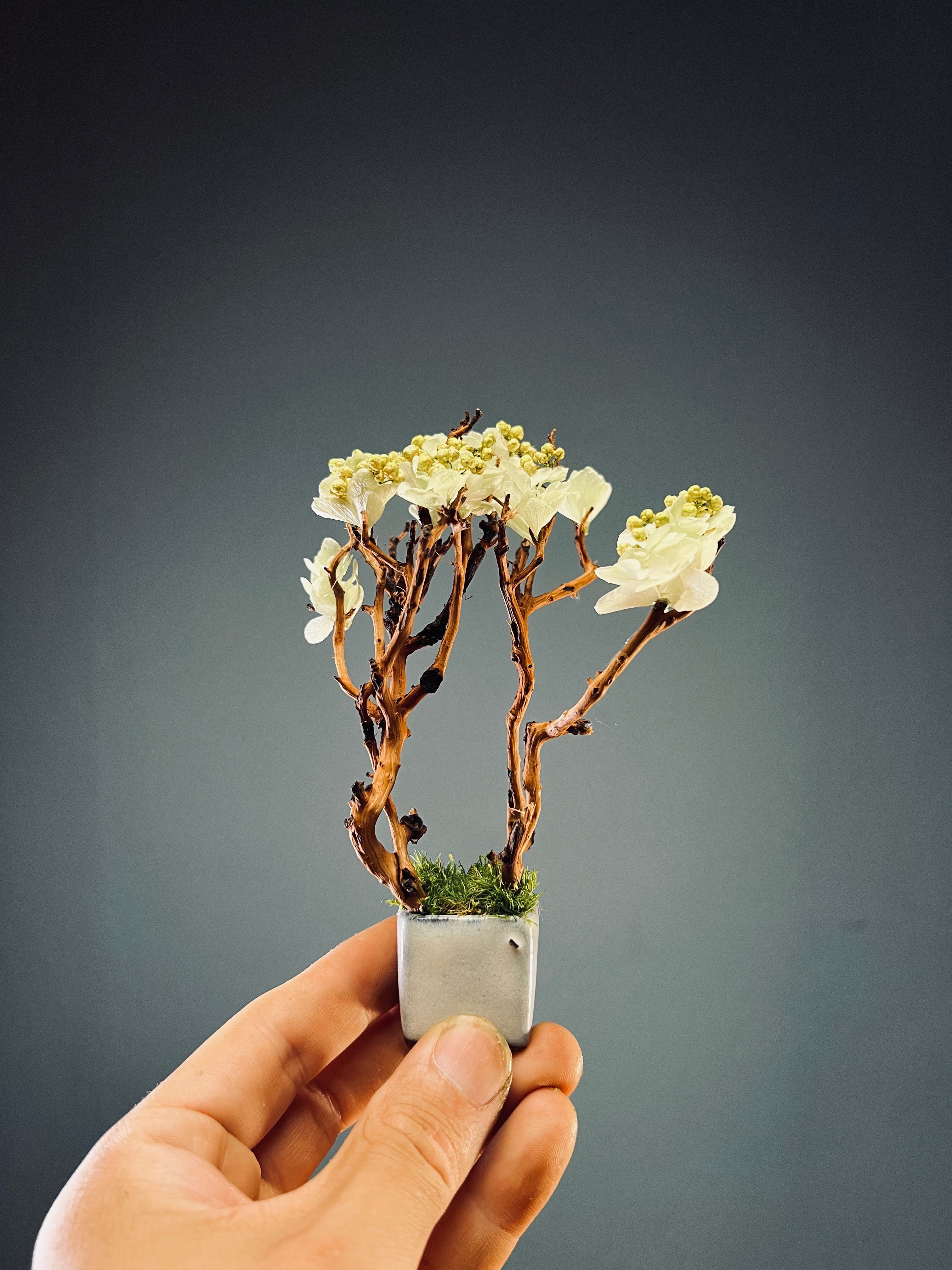A Small Tree in the East - West Wind Moves (Preserved Plants)
