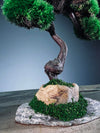 Light in the Garden - Rosewood (Preserved Plants)