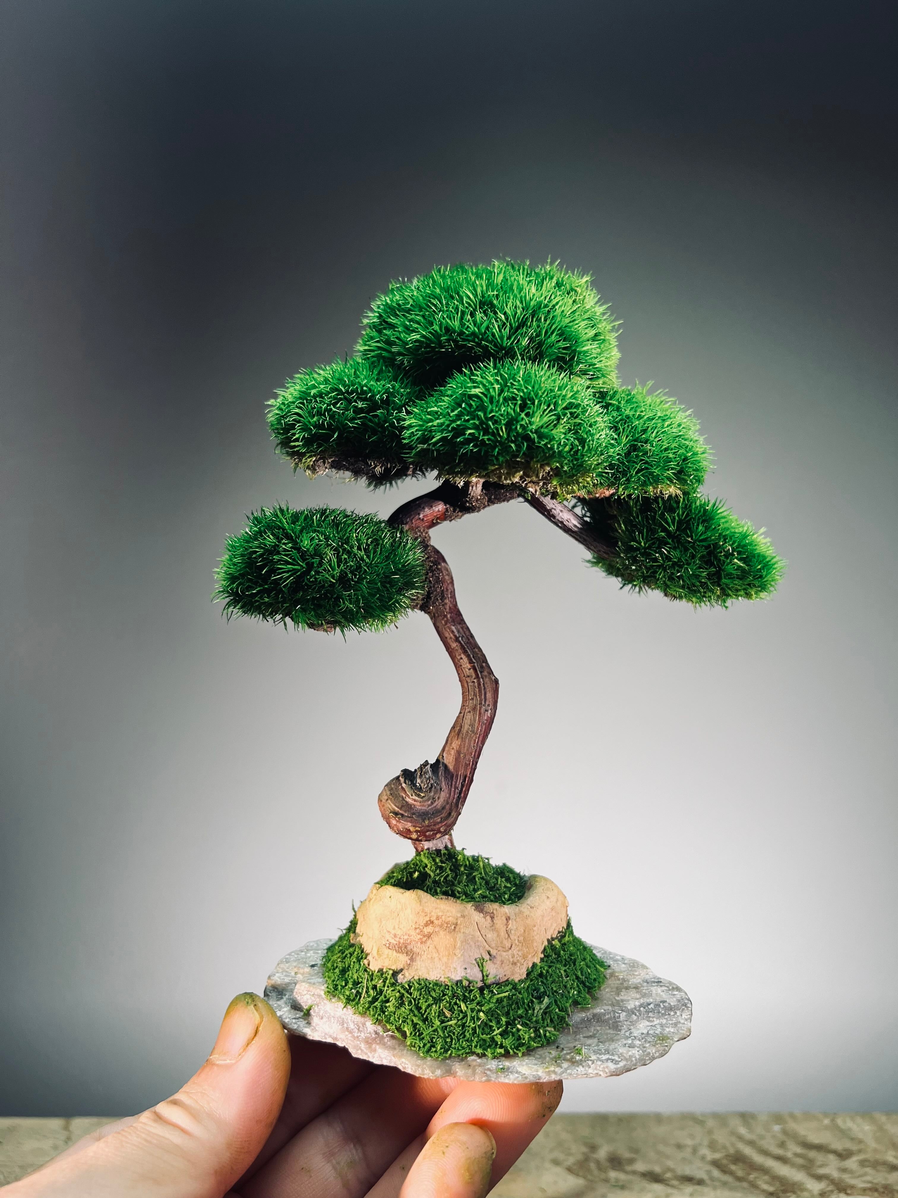 Light in the Garden - Rosewood (Preserved Plants)