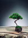 A Small Tree in the East - Classics - Rosewood edition (Preserved Plants)