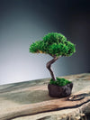 A Small Tree in the East - Classics - Rosewood edition (Preserved Plants)