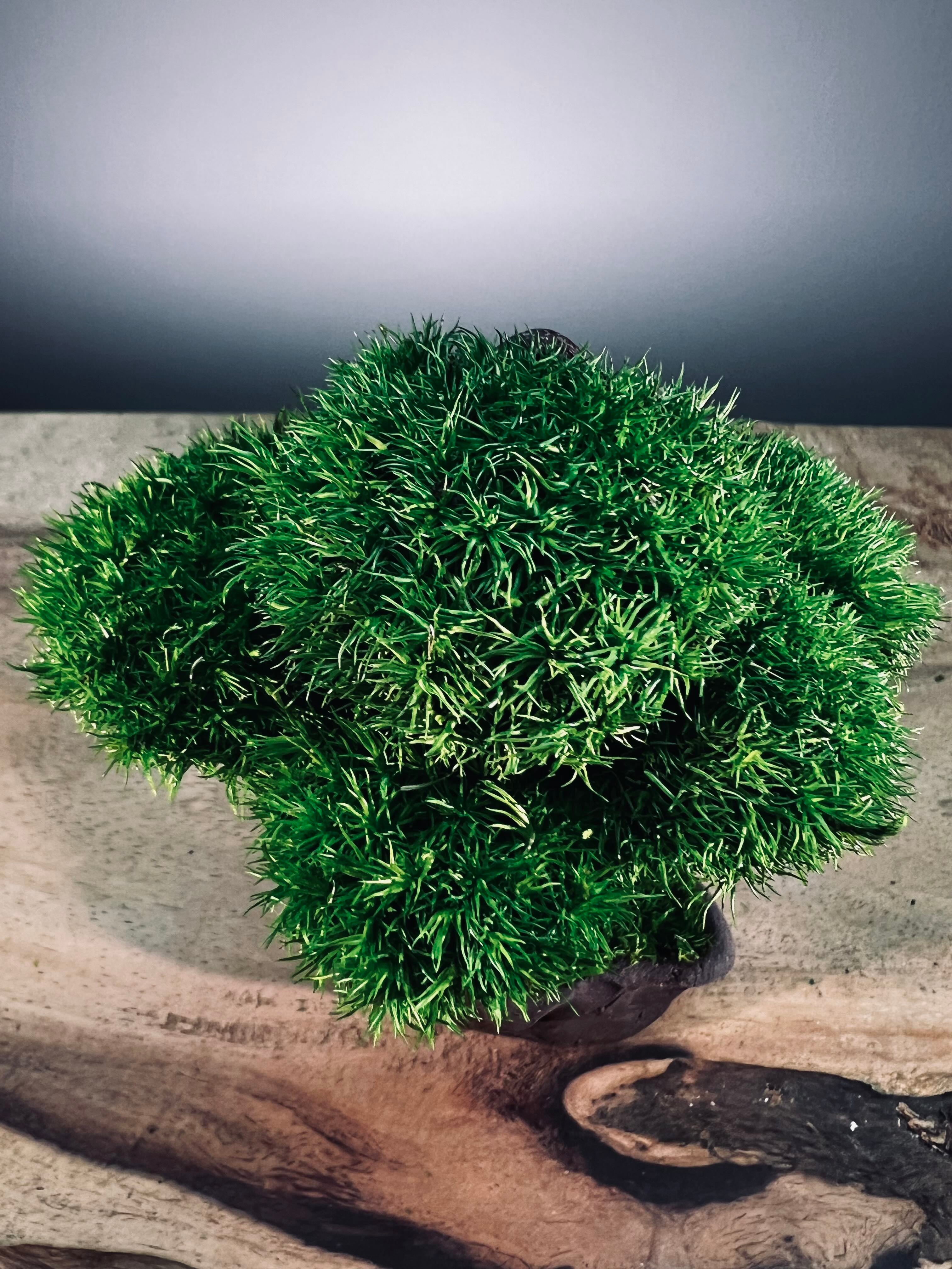 A Small Tree in the East - Classics - Rosewood edition (Preserved Plants)