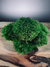 A Small Tree in the East - Classics - Rosewood edition (Preserved Plants)