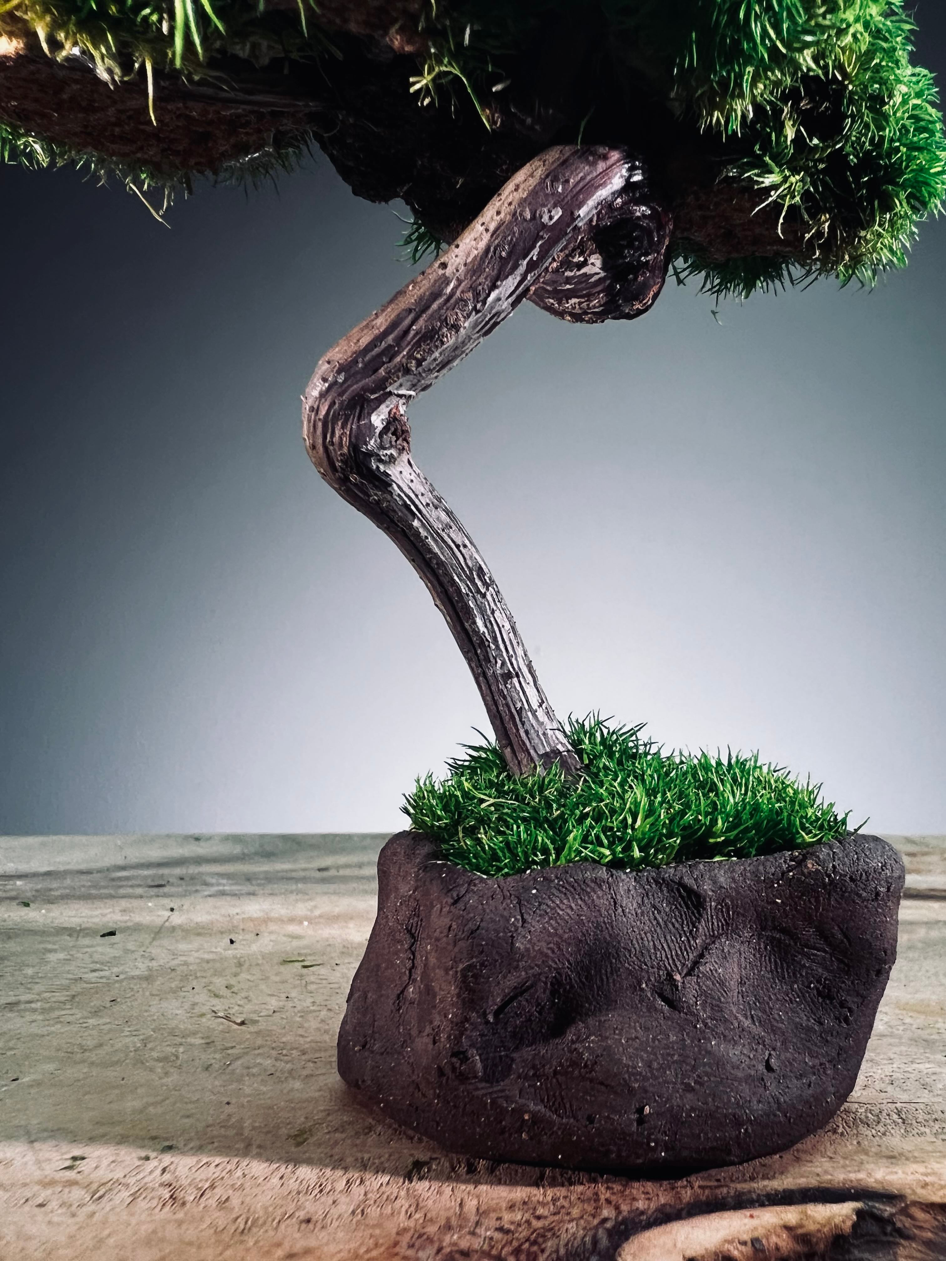 A Small Tree in the East - Classics - Rosewood edition (Preserved Plants)