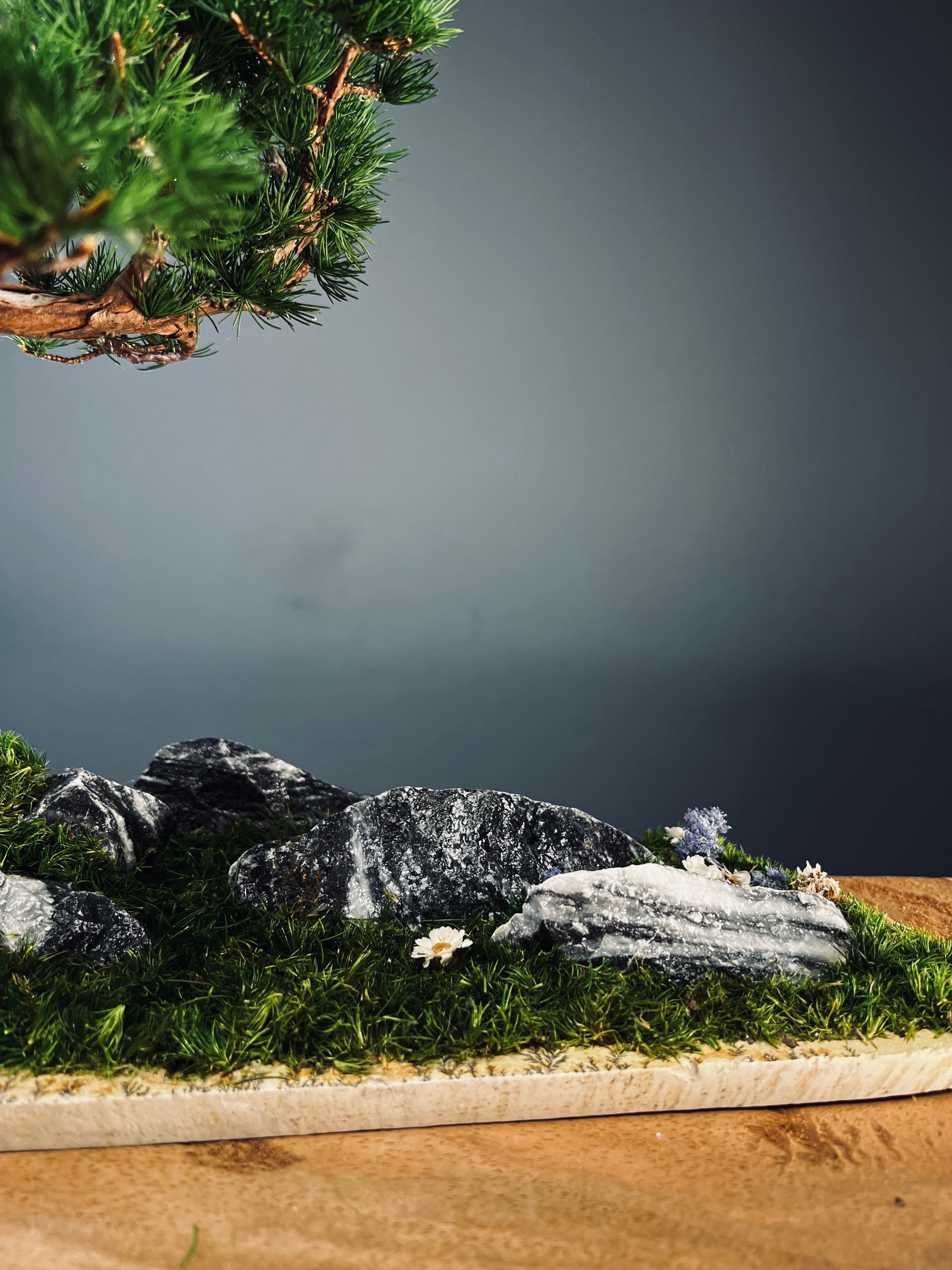 Juniper by the Winding Path - Blackstone edition (Preserved Plants)