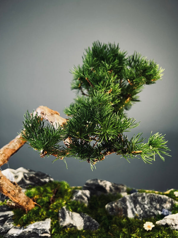 Juniper by the Winding Path - Blackstone edition (Preserved Plants)