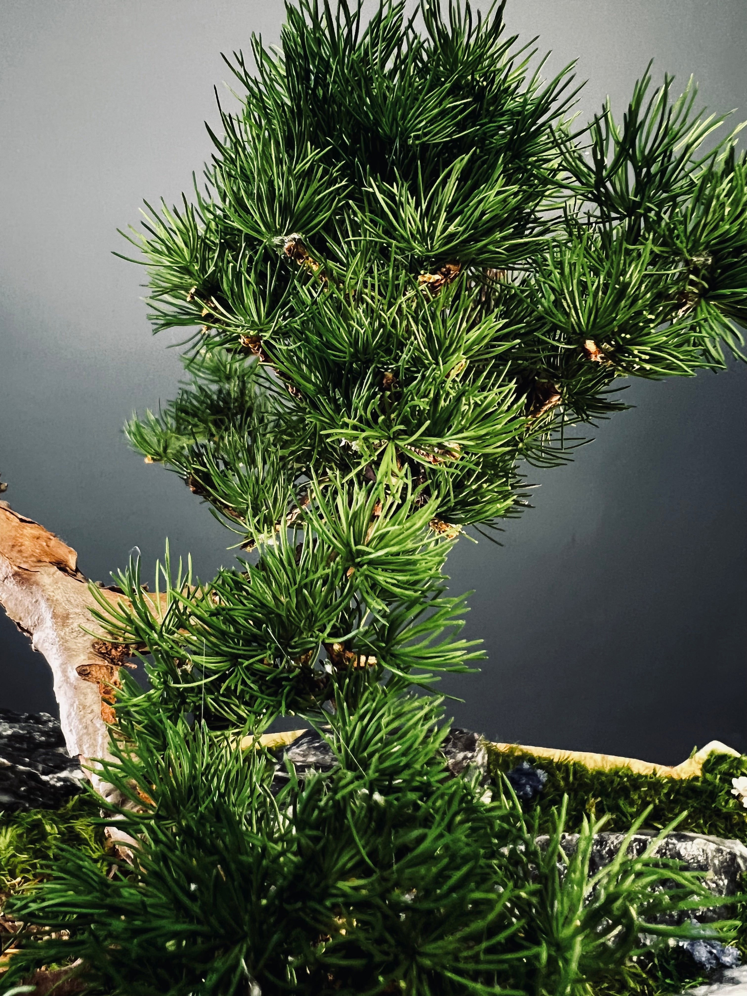 Juniper by the Winding Path - Blackstone edition (Preserved Plants)