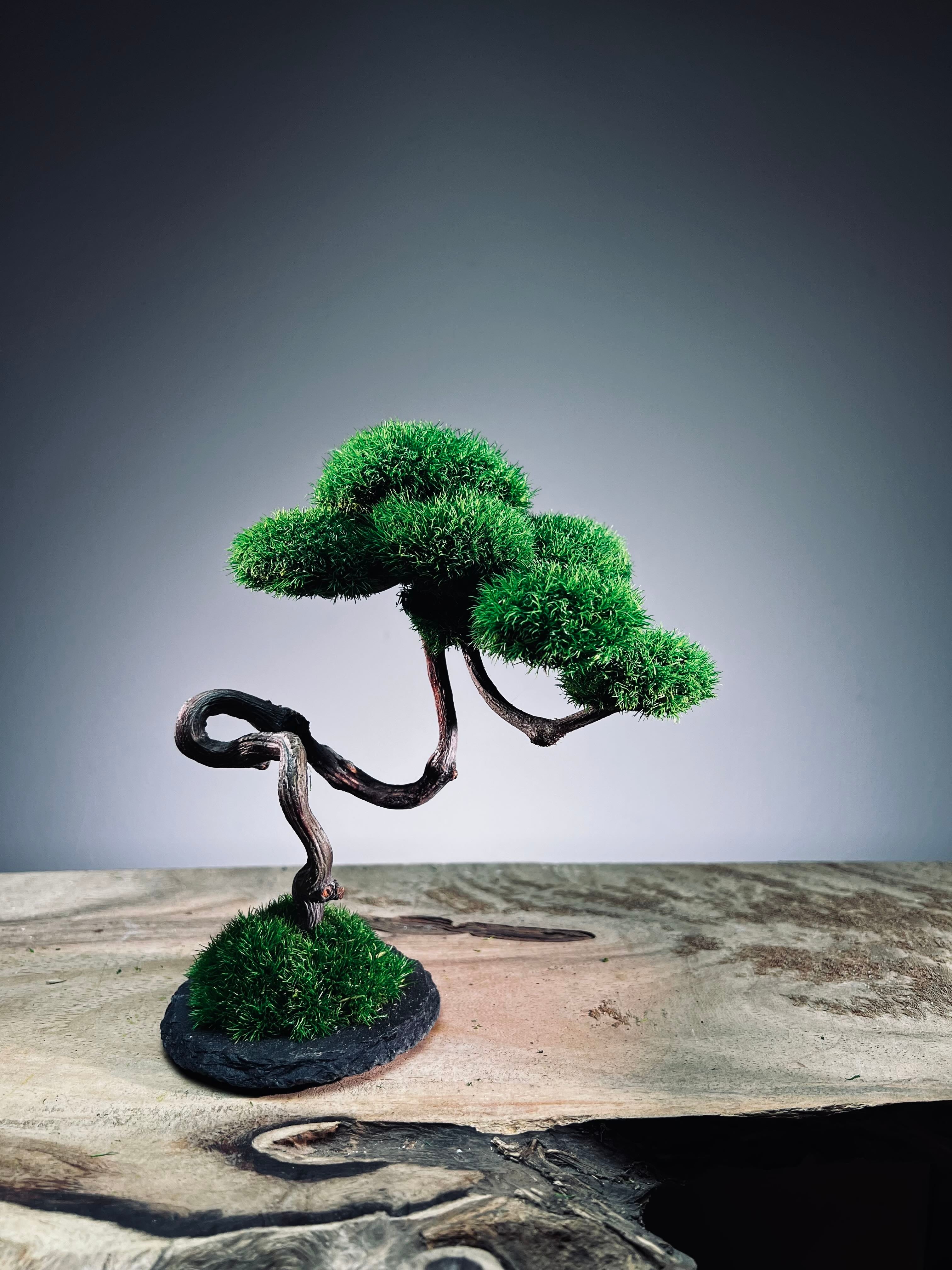 Rosewood - Poet (Preserved Plants)