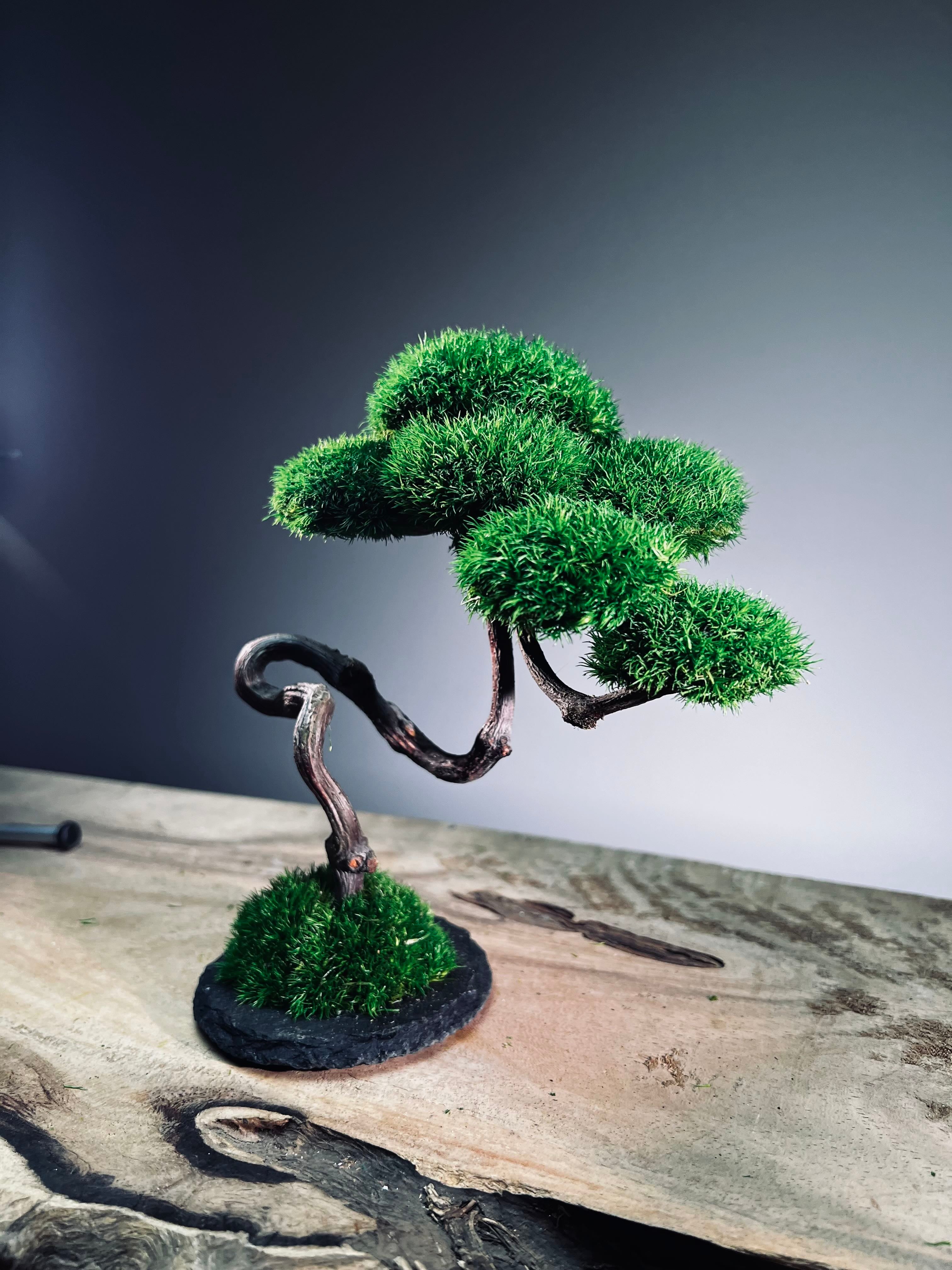 Rosewood - Poet (Preserved Plants)