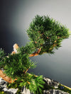 Juniper by the Winding Path - Blackstone edition (Preserved Plants)