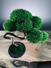 Rosewood - Poet (Preserved Plants)