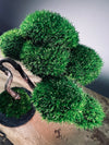 Rosewood - Poet (Preserved Plants)