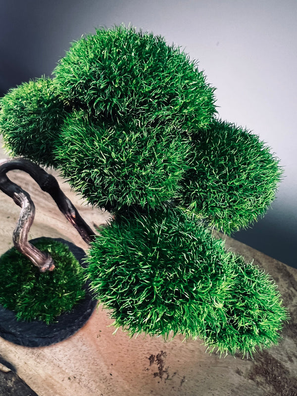 Rosewood - Poet (Preserved Plants)
