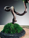 Rosewood - Poet (Preserved Plants)