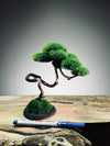 Rosewood - Poet (Preserved Plants)