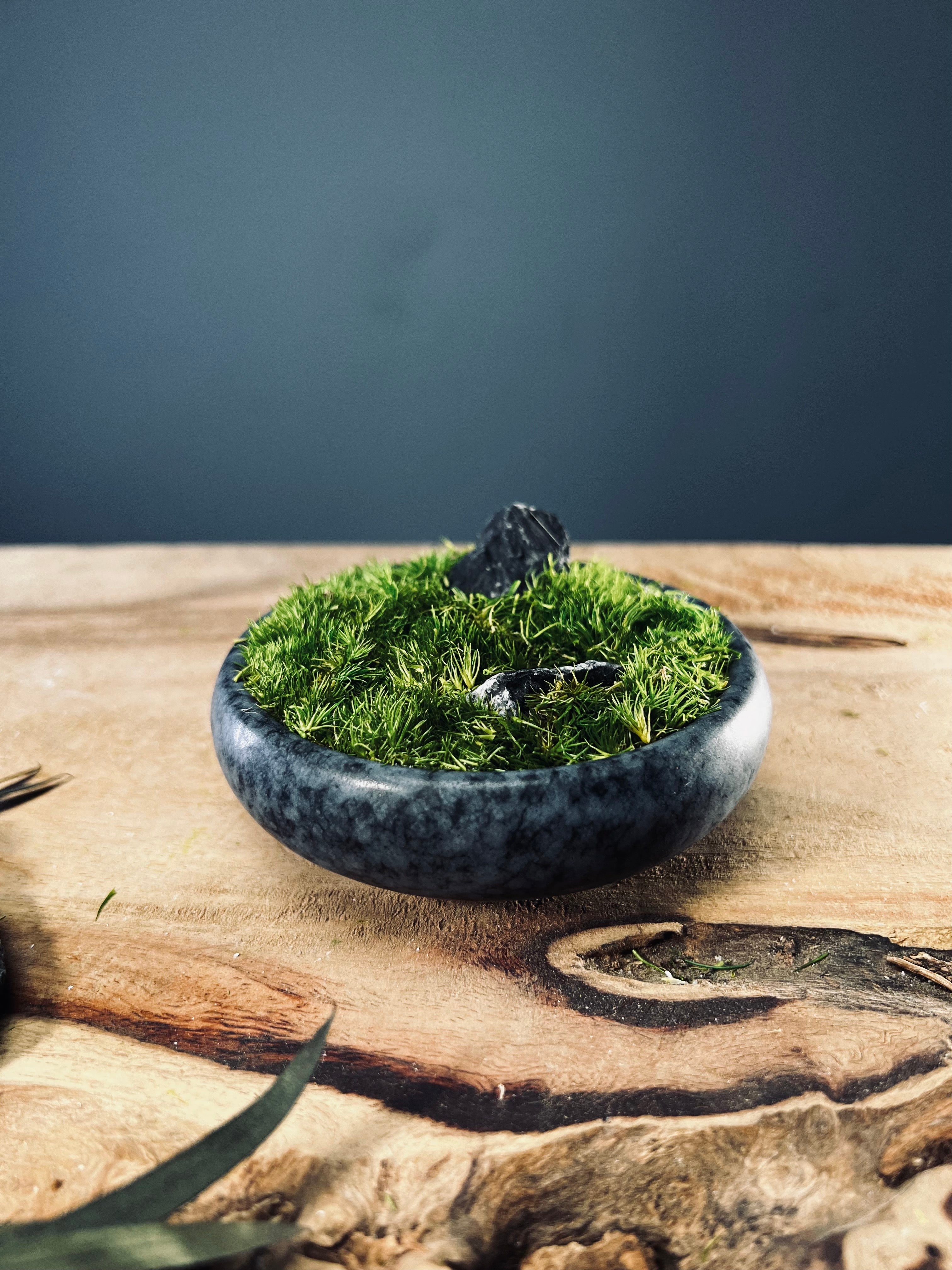 Land on the Palm (Preserved Plants)