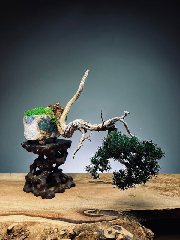 Juniper by the Winding Path - Pride (Preserved Plants)