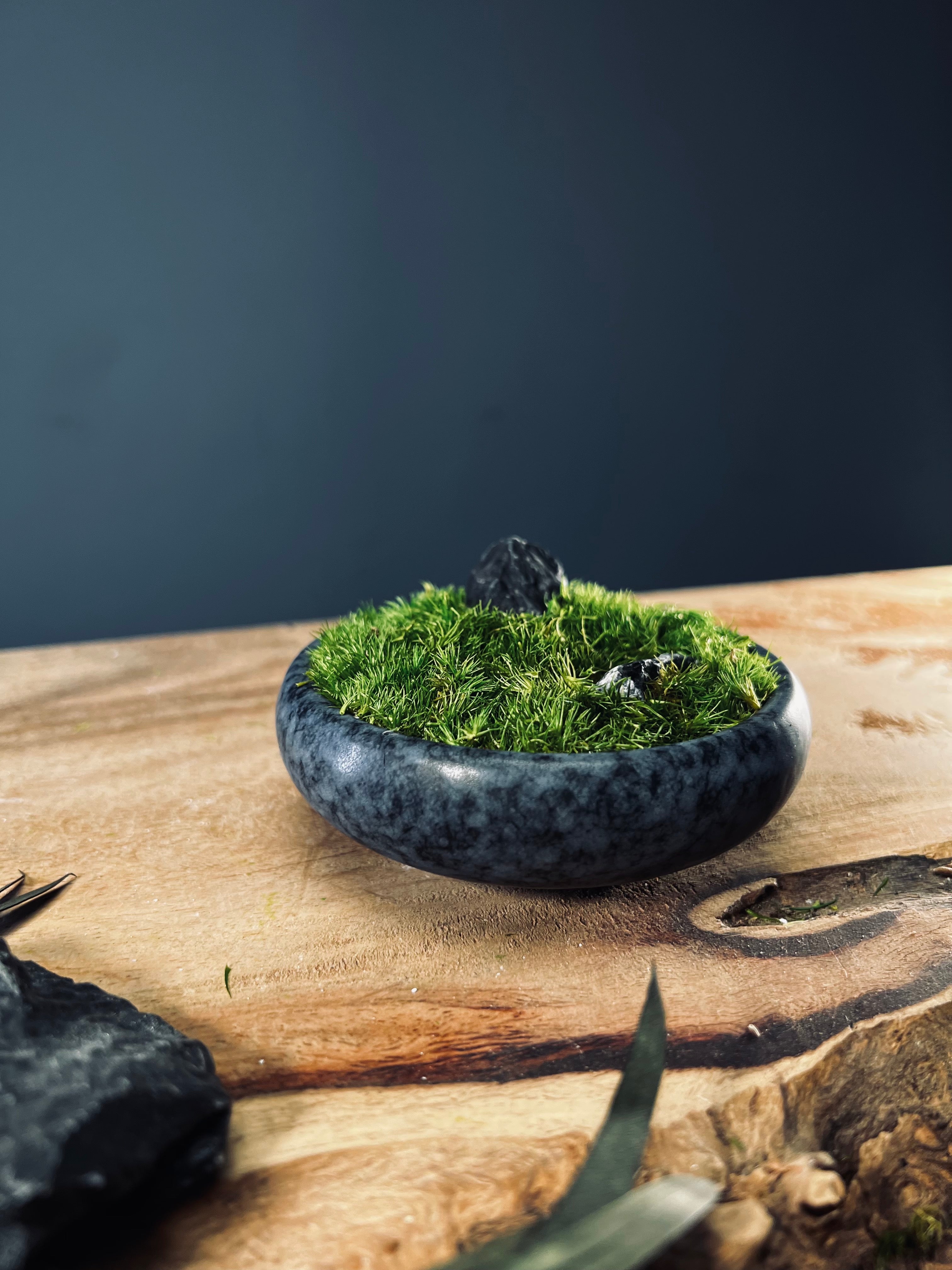 Land on the Palm (Preserved Plants)