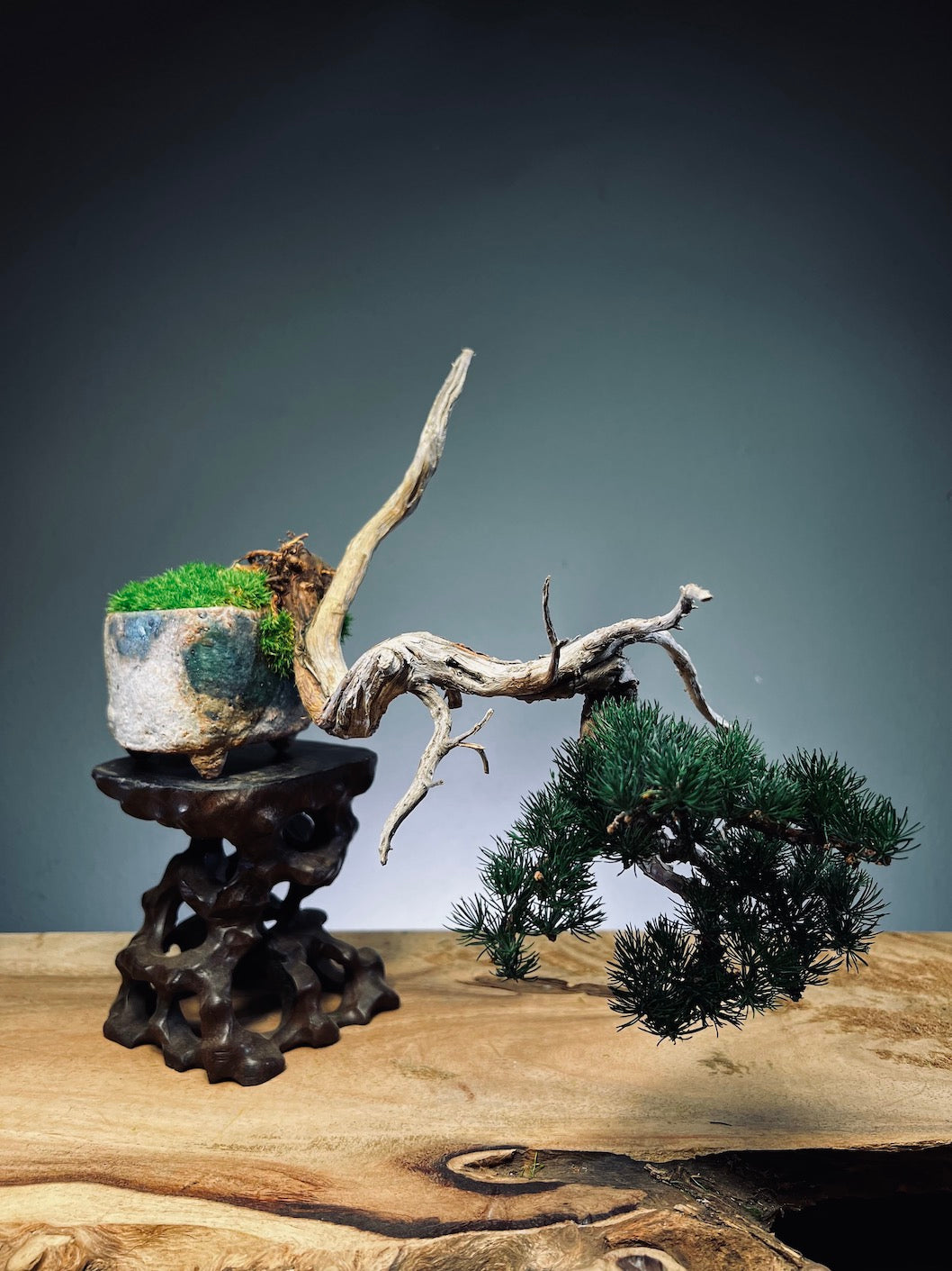 Juniper by the Winding Path - Pride (Preserved Plants)