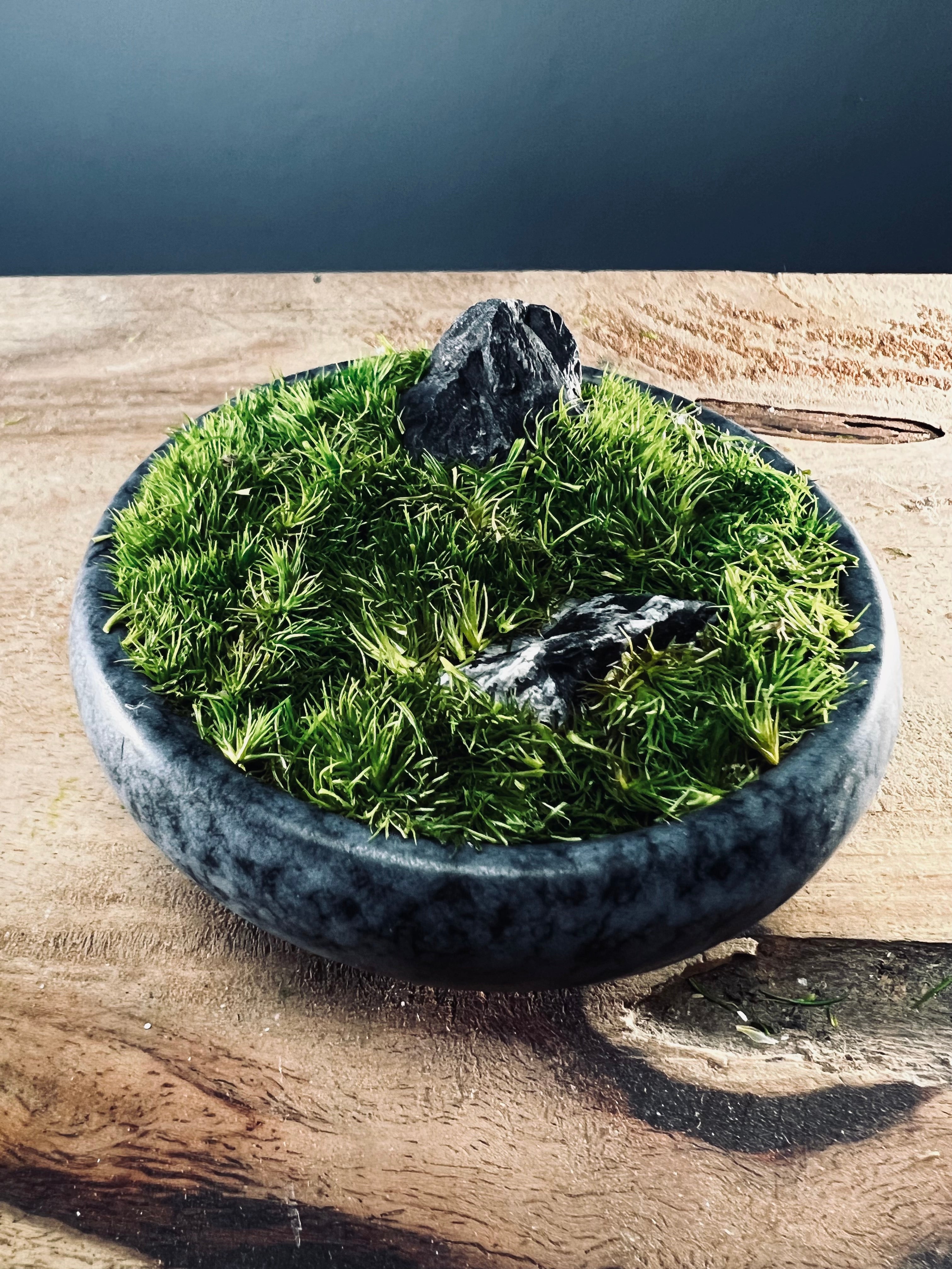 Land on the Palm (Preserved Plants)