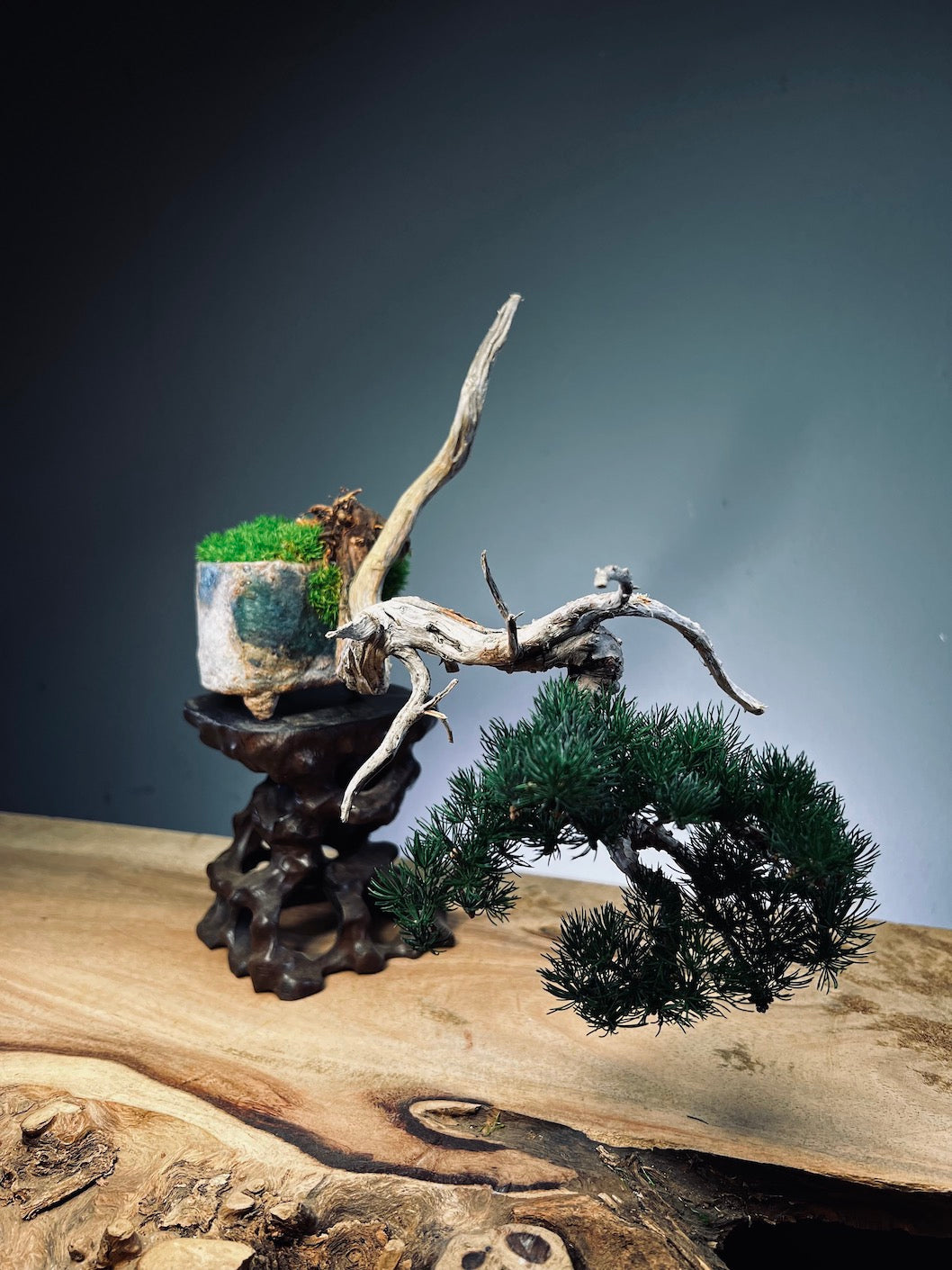 Juniper by the Winding Path - Pride (Preserved Plants)