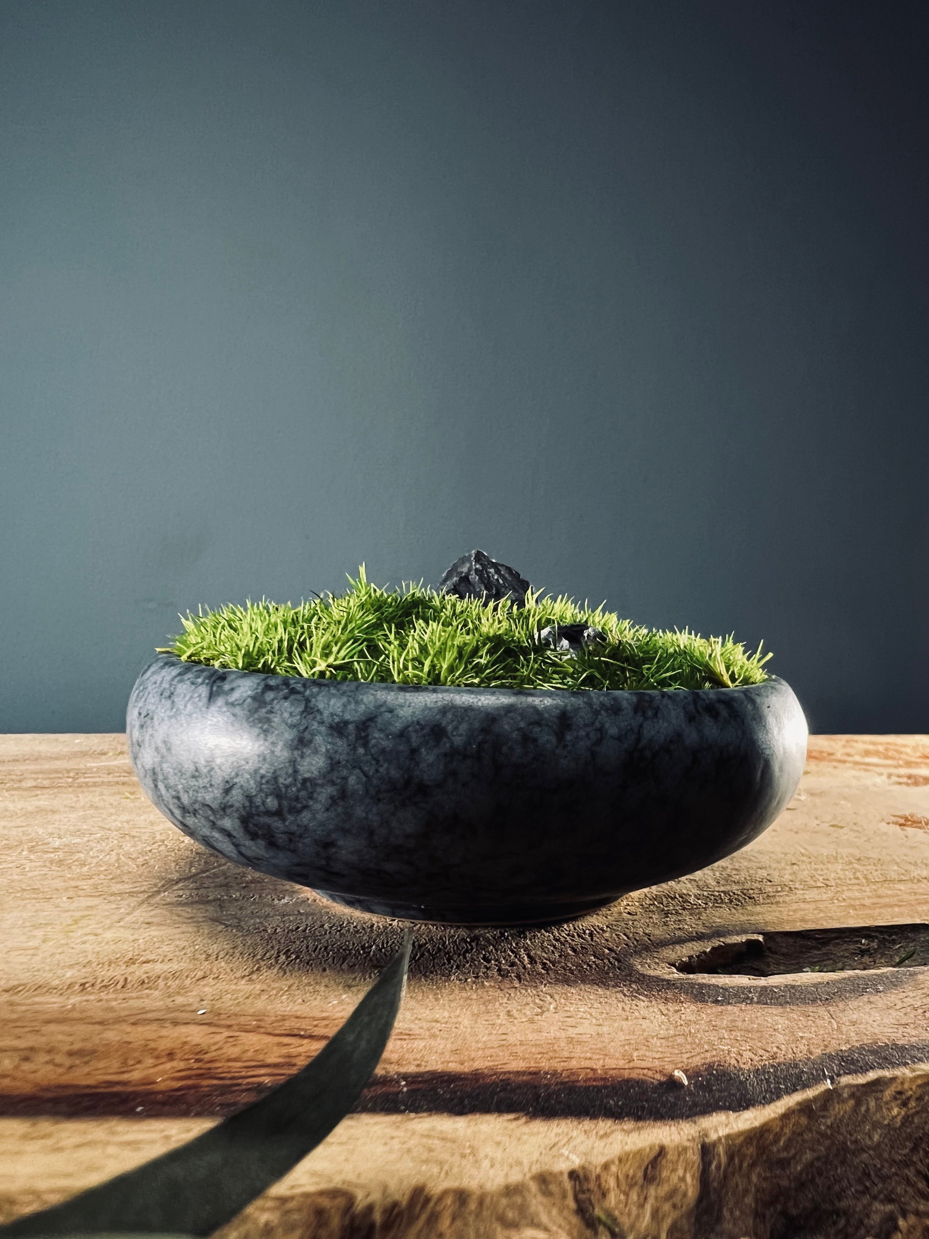 Land on the Palm (Preserved Plants)