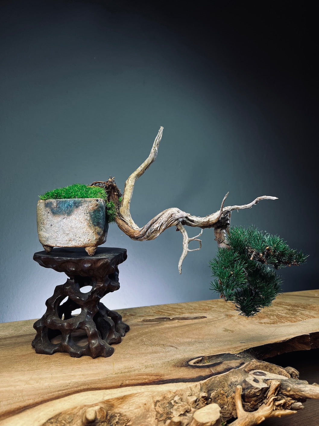 Juniper by the Winding Path - Pride (Preserved Plants)