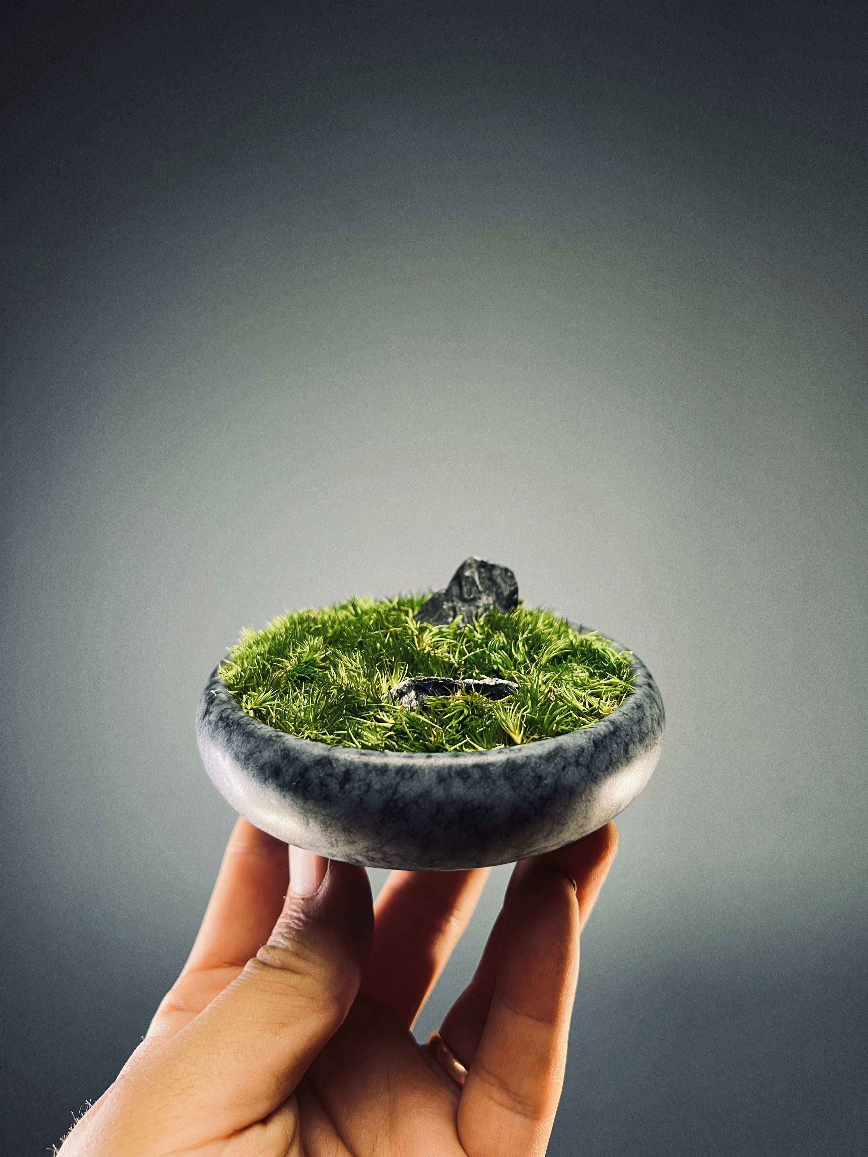 Land on the Palm (Preserved Plants)