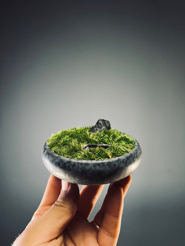 Land on the Palm (Preserved Plants)