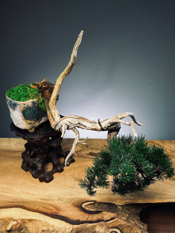 Juniper by the Winding Path - Pride (Preserved Plants)