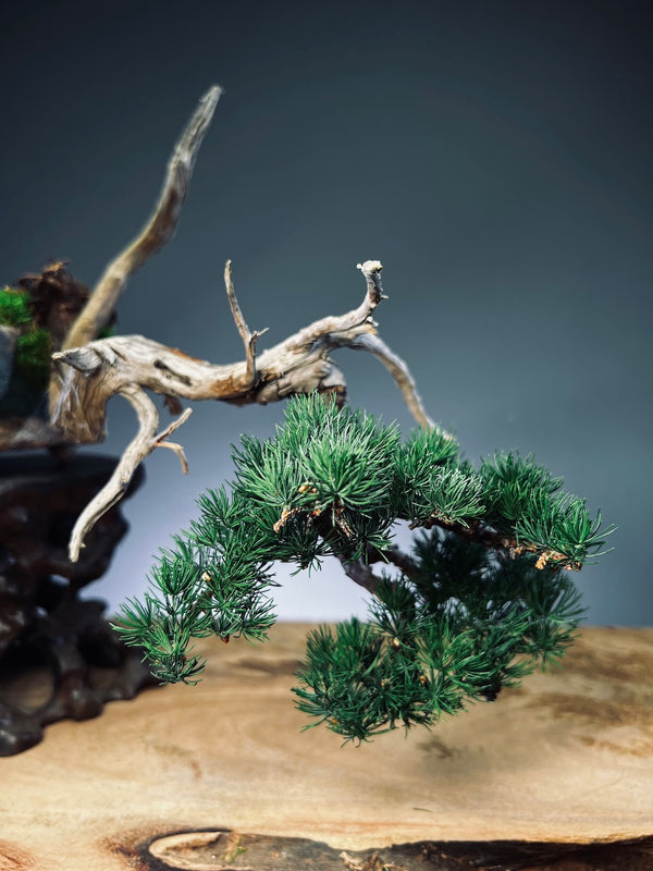 Juniper by the Winding Path - Pride (Preserved Plants)