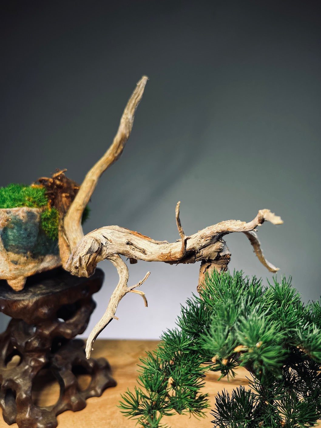 Juniper by the Winding Path - Pride (Preserved Plants)