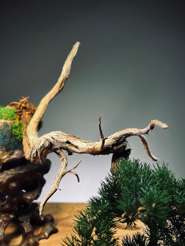 Juniper by the Winding Path - Pride (Preserved Plants)