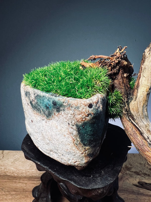 Juniper by the Winding Path - Pride (Preserved Plants)