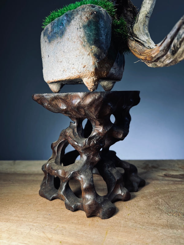 Juniper by the Winding Path - Pride (Preserved Plants)