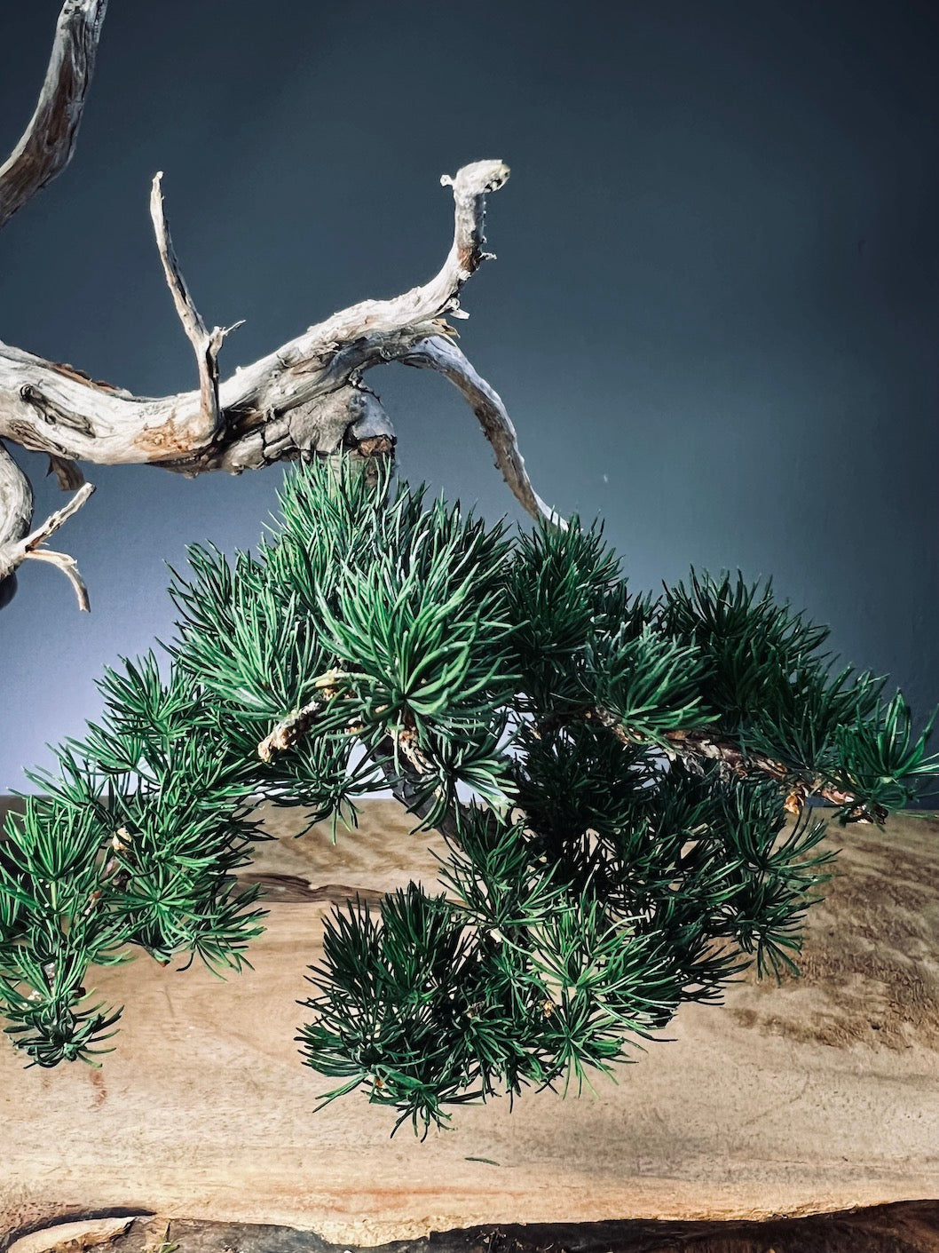 Juniper by the Winding Path - Pride (Preserved Plants)