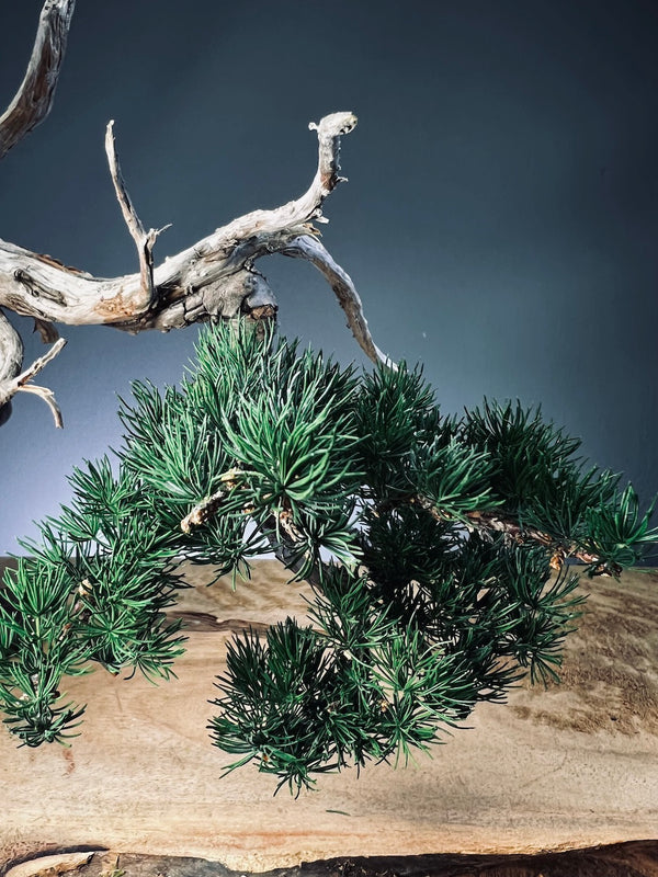 Juniper by the Winding Path - Pride (Preserved Plants)