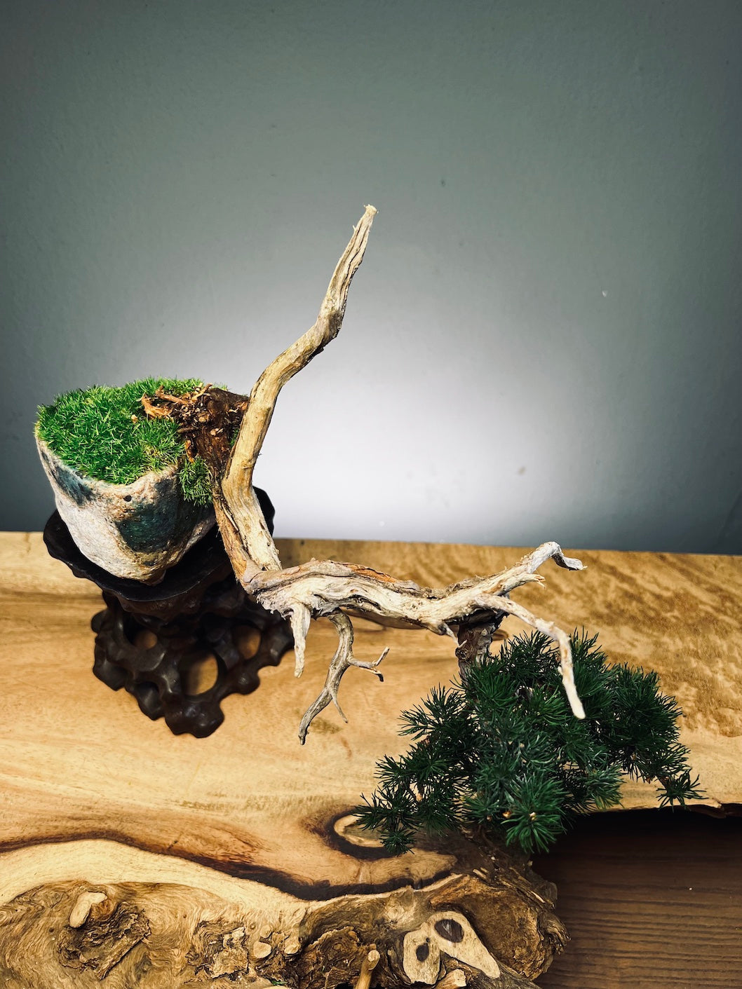 Juniper by the Winding Path - Pride (Preserved Plants)