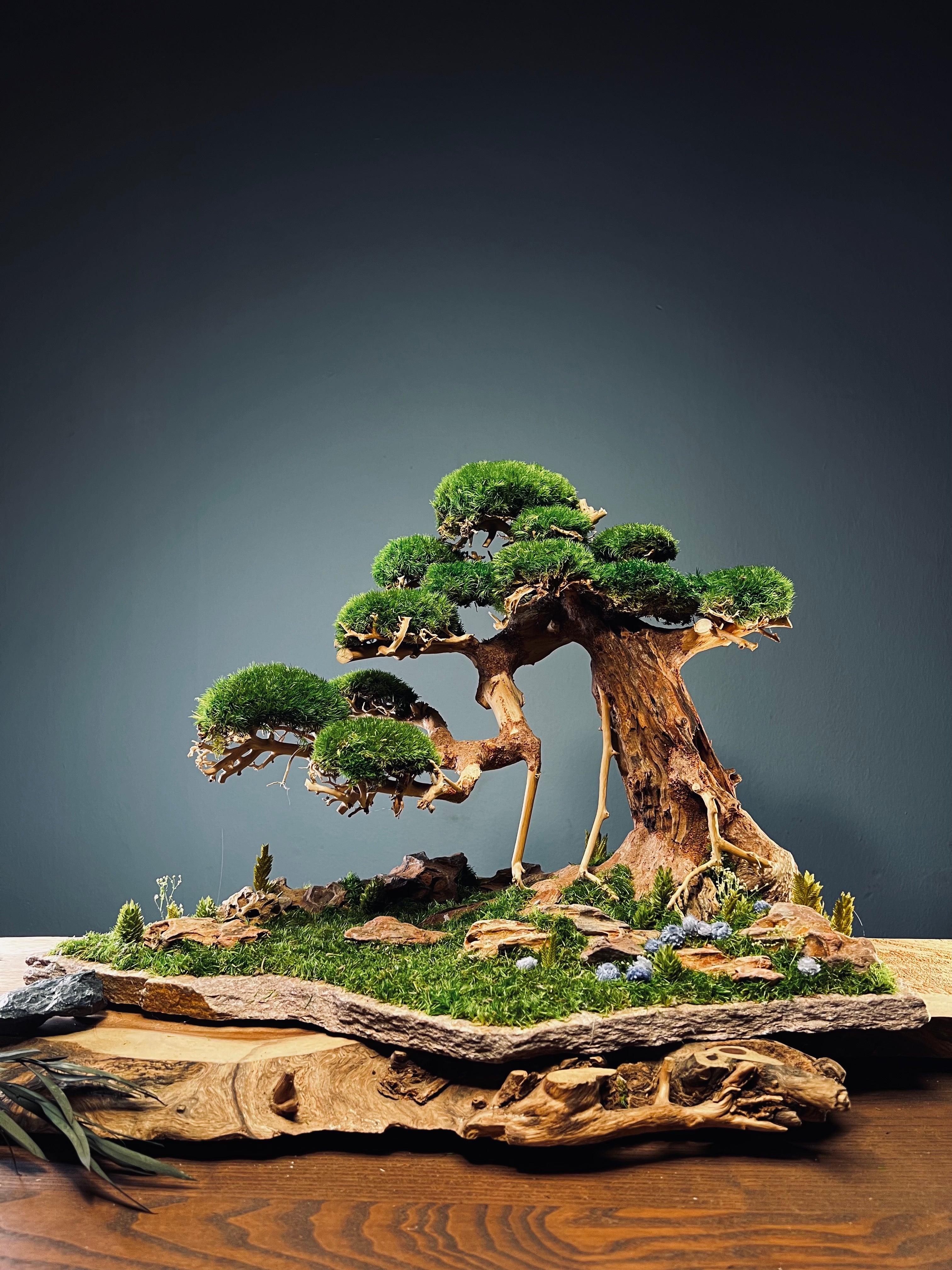 Old Guard (Preserved Plants)