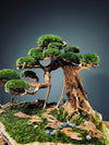 Old Guard (Preserved Plants)